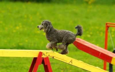 Agility: Wie fange ich an?