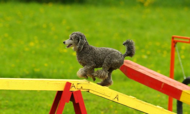 Agility: Wie fange ich an?