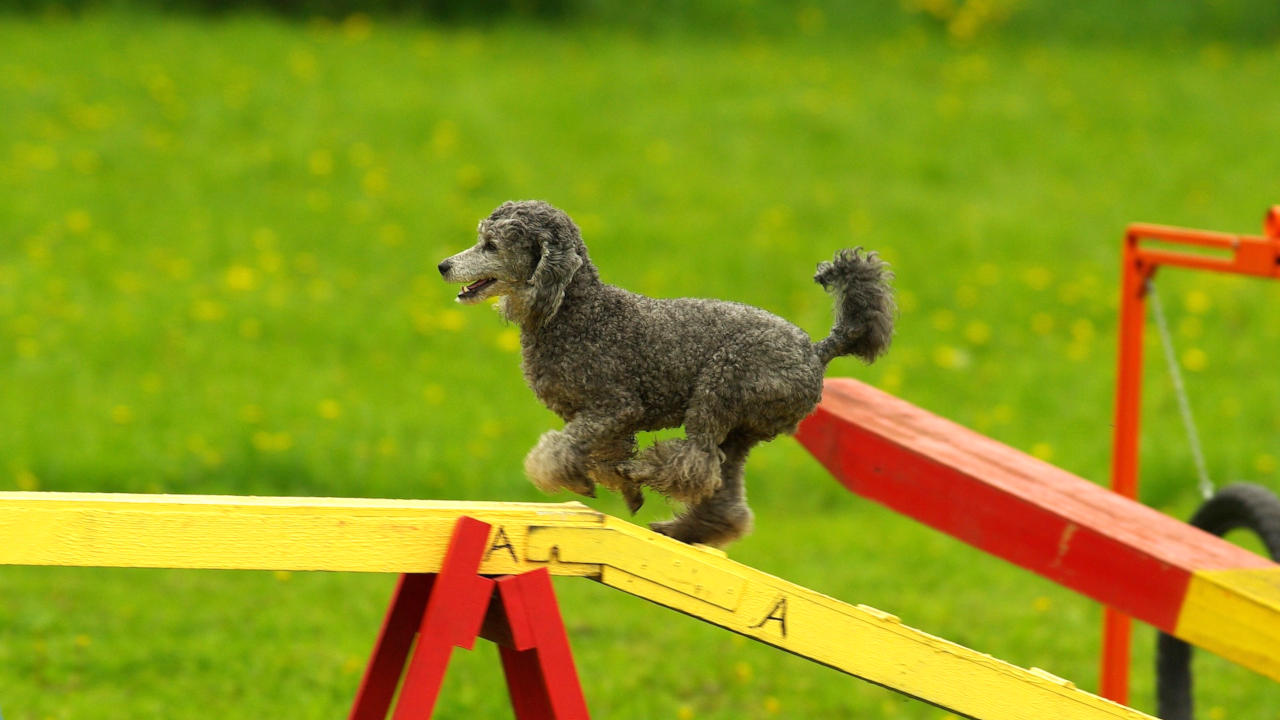 Agility: Wie fange ich an?