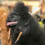 Hundeausstellungen in Österreich