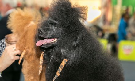 Hundeausstellungen in Österreich