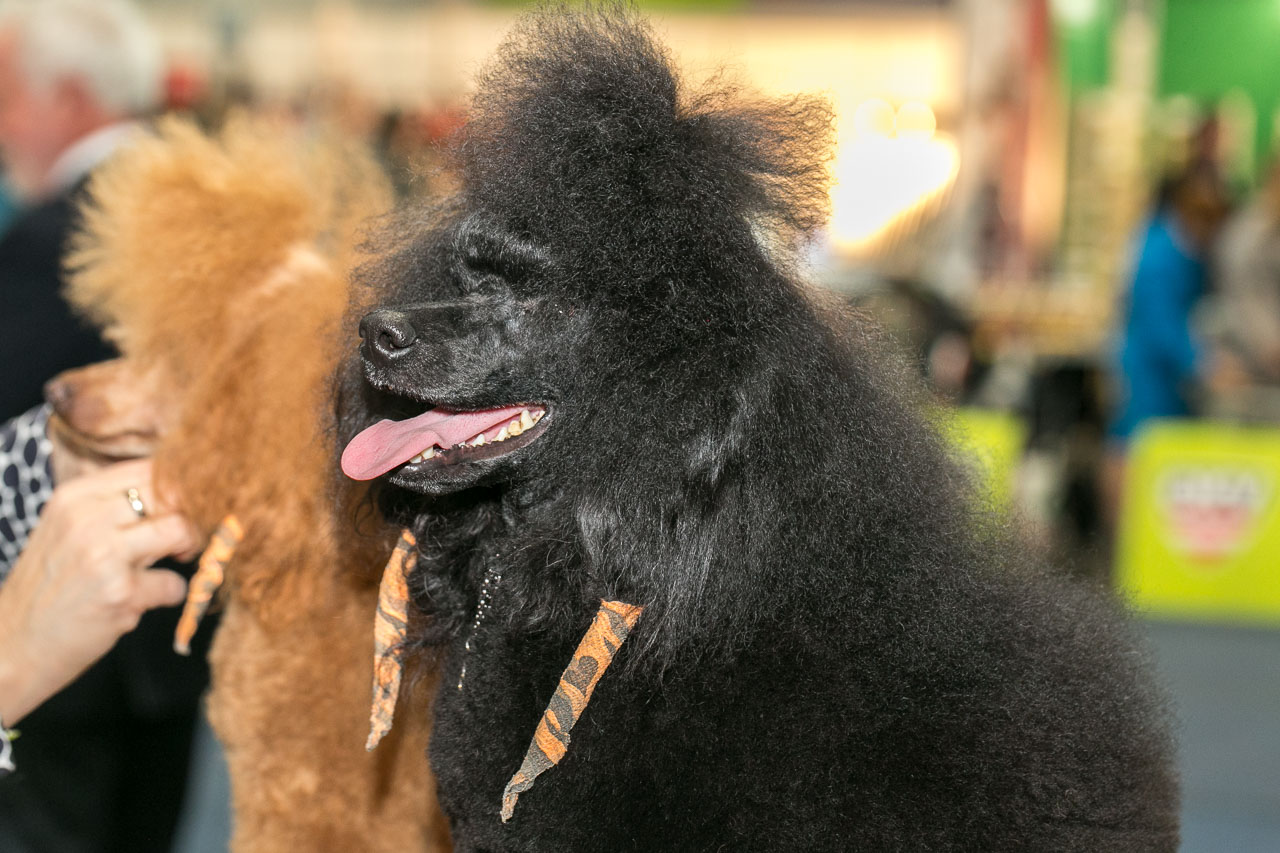 Hundeausstellungen in Österreich