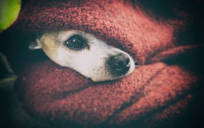 Hund hat Angst vor Knallgeräuschen: Tipps für Silvester