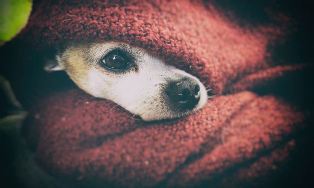 Hund hat Angst vor Knallgeräuschen: Tipps für Silvester