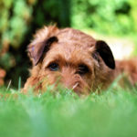 Garten hundefreundlich gestalten: So wird sich dein Hund wohl fühlen