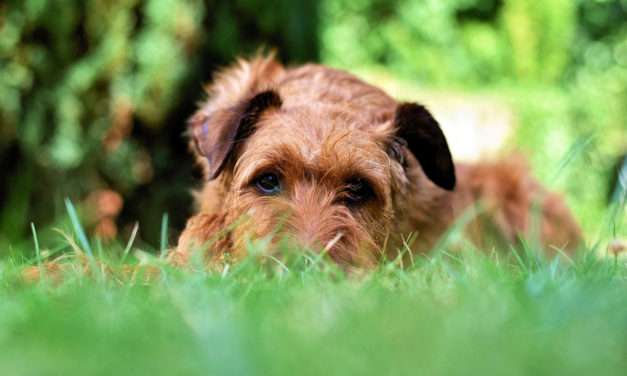 Garten hundefreundlich gestalten: So wird sich dein Hund wohl fühlen