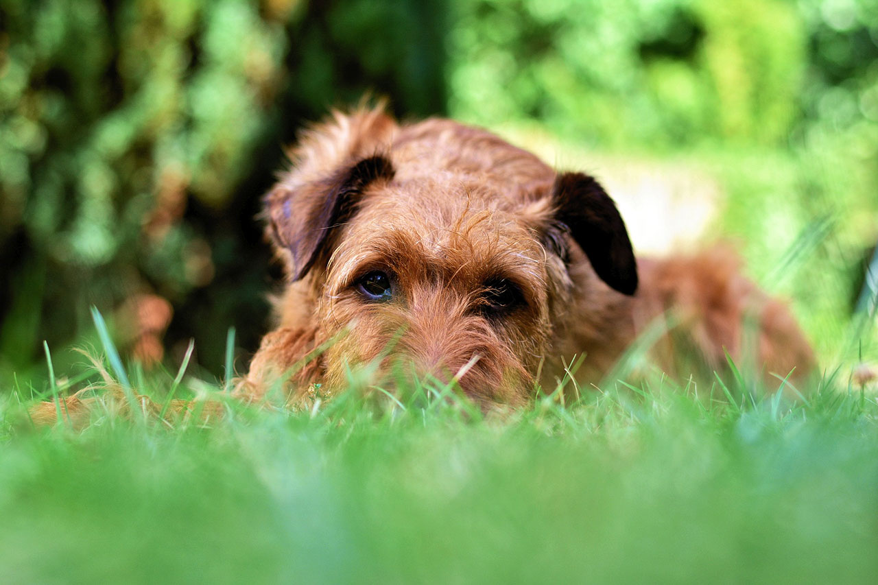 Garten hundefreundlich gestalten: So wird sich dein Hund wohl fühlen