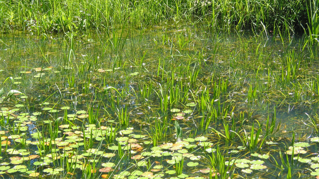 Gartenteich