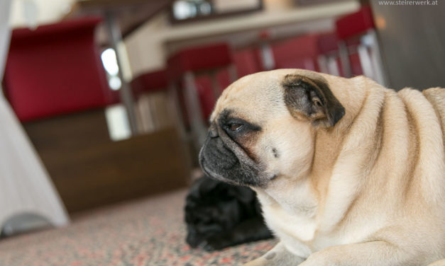 Bürohunde: Vorteile und 10 Grundregeln