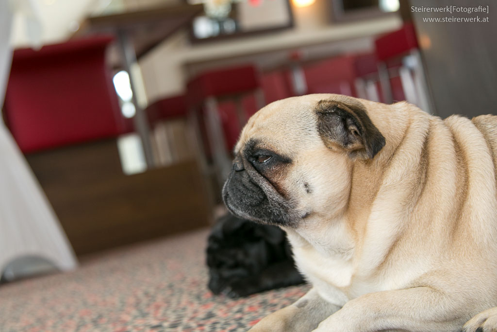 Bürohunde: Vorteile und 10 Grundregeln