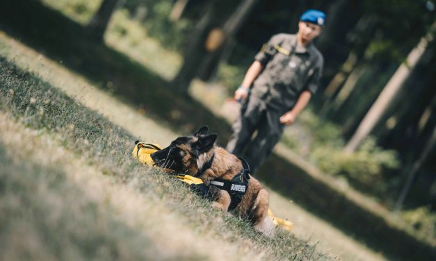 Bundesheer: Testphase für Covid-19 Spürhund