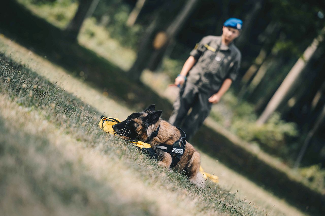 Bundesheer: Testphase für Covid-19 Spürhund