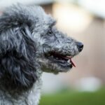 Sachkundenachweis in Wien: Was künftige Hundehalter wissen müssen