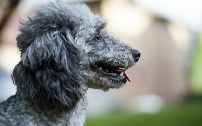 Sachkundenachweis in Wien: Was künftige Hundehalter wissen müssen