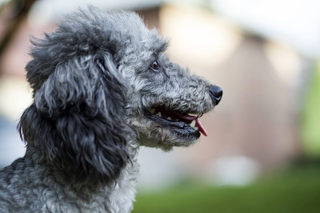 Sachkundenachweis in Wien: Was künftige Hundehalter wissen müssen