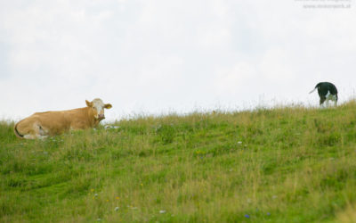 Sicher wandern mit Hund