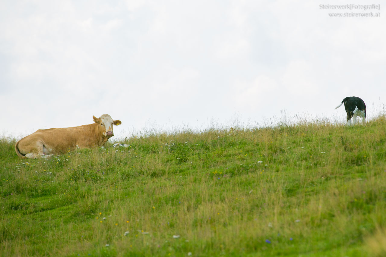 Sicher wandern mit Hund