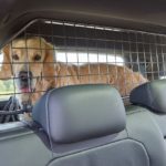 Sicherer Transport von Hunden im Auto: Test unterschiedlicher Fixiersysteme