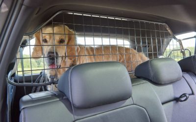 Sicherer Transport von Hunden im Auto: Test unterschiedlicher Fixiersysteme
