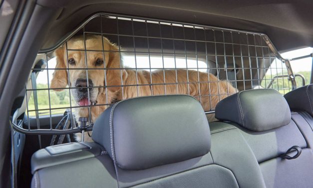 Sicherer Transport von Hunden im Auto: Test unterschiedlicher Fixiersysteme