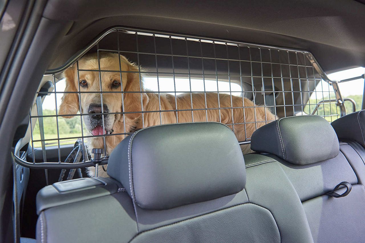 Sicherer Transport von Hunden im Auto: Test unterschiedlicher Fixiersysteme
