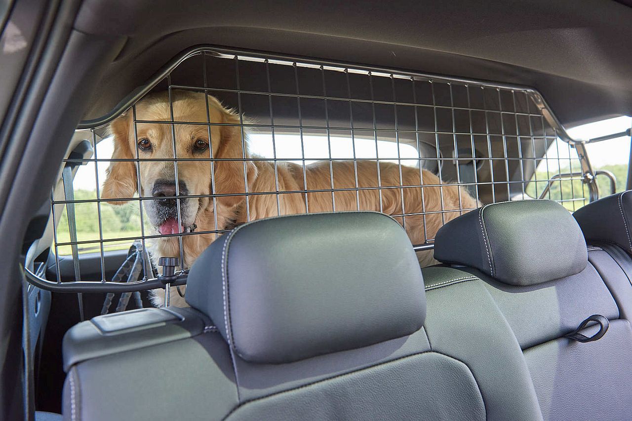 Sicherer Transport von Hunden im Auto - Was der ÖAMTC Test zeigt