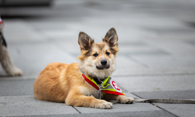 Welttag des Hundes am 10. Oktober