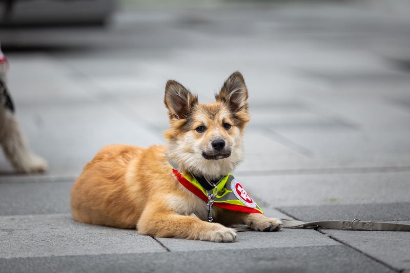 Welttag des Hundes am 10. Oktober