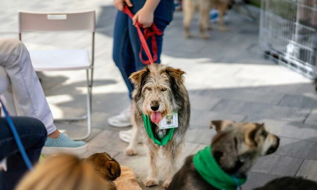 Adoption eines Hundes in Zeiten von Corona