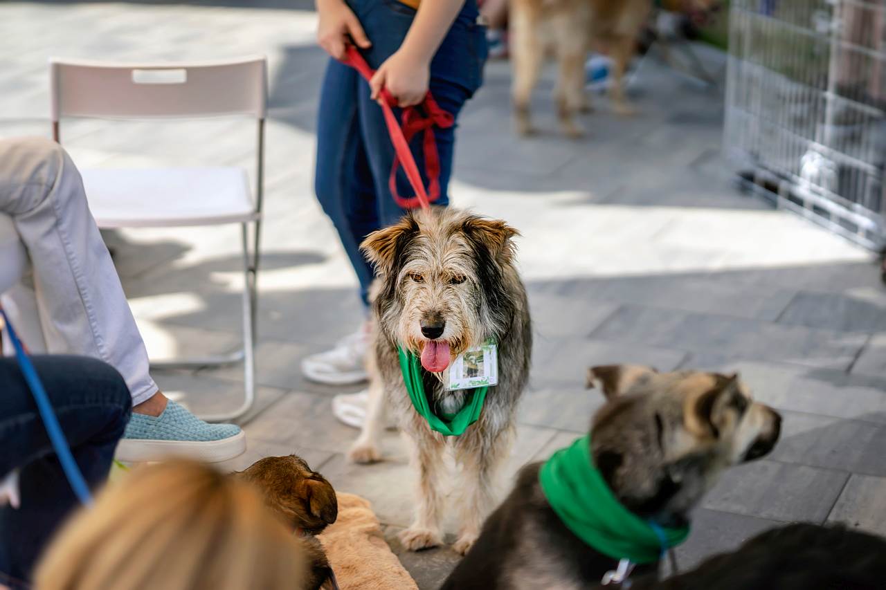 Adoption eines Hundes in Zeiten von Corona