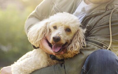 Wien: Hundeabgabe für Hunde aus Wiener Tierheimen entfällt für 3 Jahre