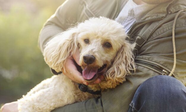 Wien: Hundeabgabe für Hunde aus Wiener Tierheimen entfällt für 3 Jahre